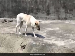 जहरीले और आवारा जानवरों के काटने का पाकिस्तान के पास नहीं है इलाज, भारत से खरीदता है दवाइयां : रिपोर्ट जहरीले और आवारा जानवरों के काटने का पाकिस्तान के पास नहीं है इलाज, भारत से खरीदता है दवाइयां : रिपोर्ट