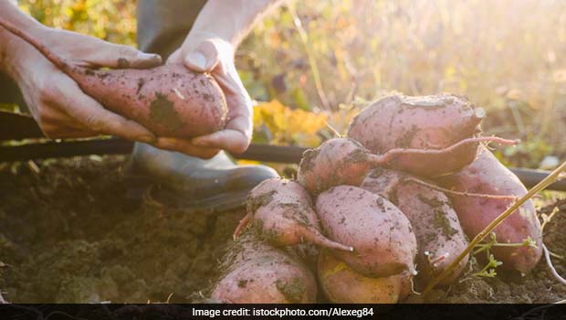 Early Humans Began Cooking And Eating Starchy Plant Tubers 120,000 Years Ago: Study