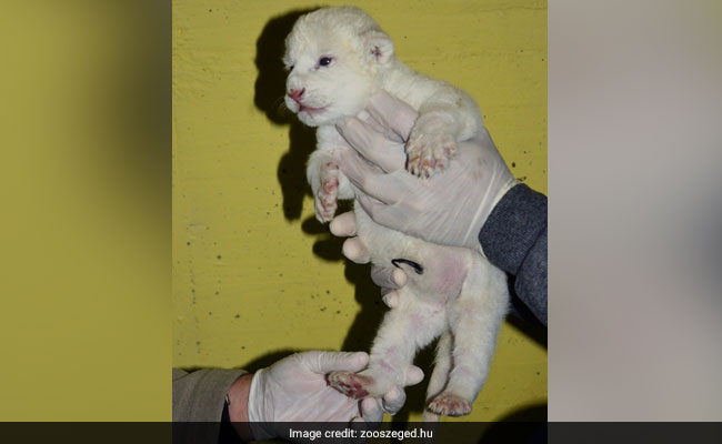 Rare White Lion Cub Makes First Appearance At Zoo. Pics Are Aww-Dorable