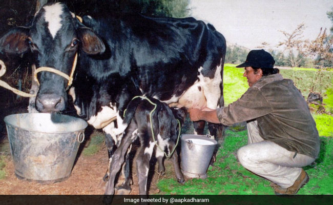 गायों का दूध दुहते नजर आए धर्मेंद्र, बोले- अपने गांव में सीखा था...