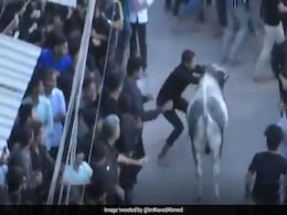 Stray Bull Runs Amok In Lucknow Shia Procession, 12 Injured Stray Bull Runs Amok In Lucknow Shia Procession, 12 Injured