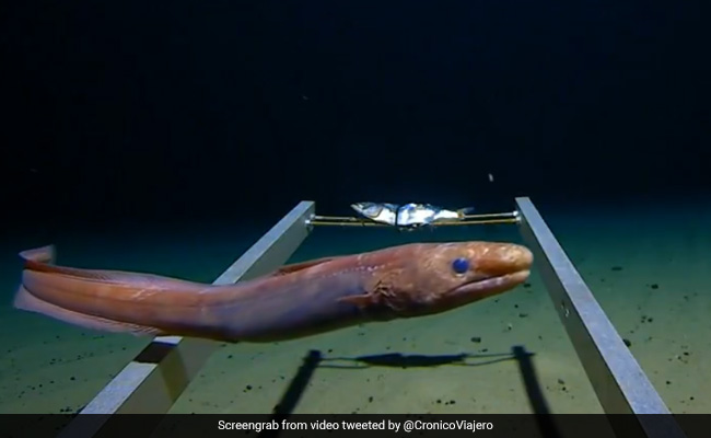 दुनिया की सबसे गहरी समुद्री सतह का Video, दिखाया प्रशांत महासागर के 11Km नीचे का हाल