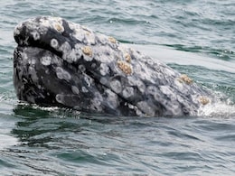 Whale Deaths In US' West Coast May Be Linked To Arctic Warmth Whale Deaths In US' West Coast May Be Linked To Arctic Warmth