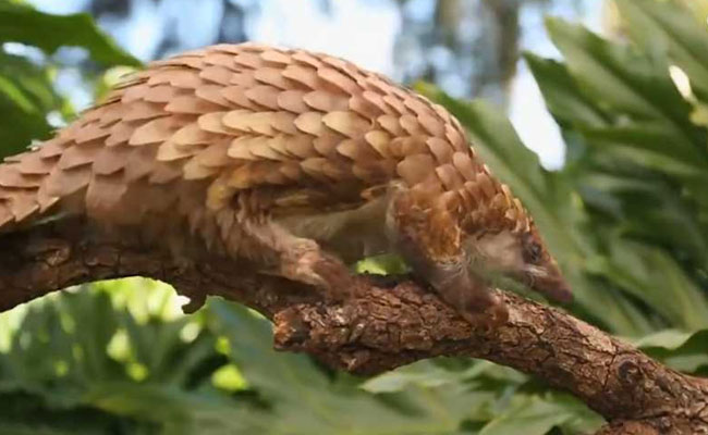 Two Arrested For Trying To Sell Pangolins In Odisha