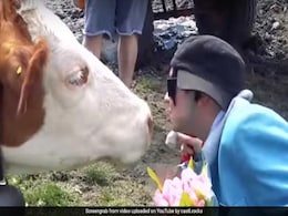"Dangerous Nuisance": Austria Warns Against Cow-Kissing Challenge "Dangerous Nuisance": Austria Warns Against Cow-Kissing Challenge