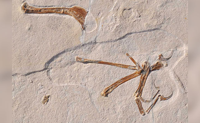 Scientists Unearth 'Most Bird-Like' Dinosaur Ever Found