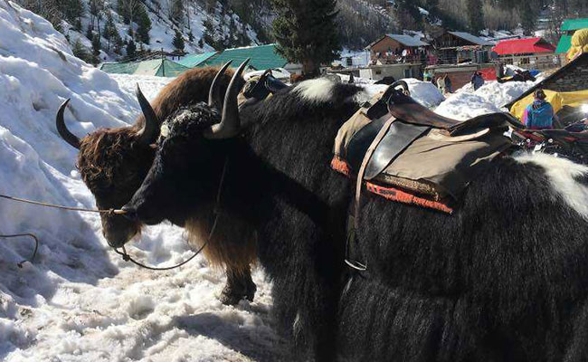 300 Yaks Die Of Starvation After Heavy Snowfall In Sikkim