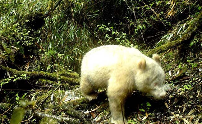 Rare All-White Albino Panda Caught On Camera In China