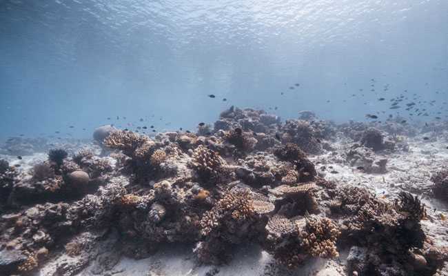 Stricter New Australia Law Aims To Help Save Great Barrier Reef