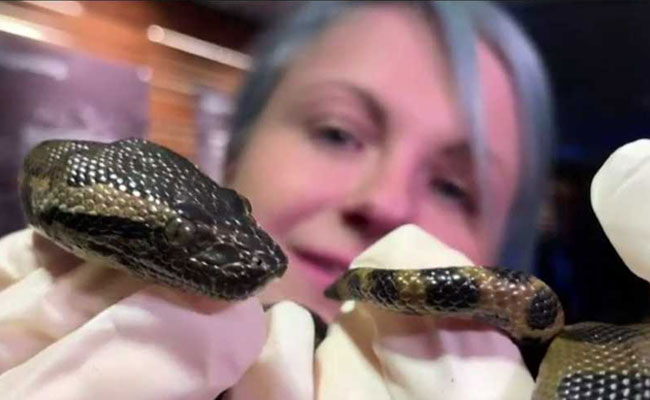 Video: Anaconda Snakes Born To Virgin Mother In Aquarium