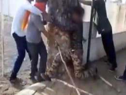 On Video, Woman Among 3 Thrashed Over Beef Rumour In Madhya Pradesh On Video, Woman Among 3 Thrashed Over Beef Rumour In Madhya Pradesh