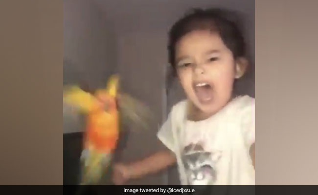 Girl Trains Pet Bird To Attack Whoever She Wants. "Genius," Says Twitter