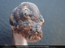 Three-Eyed Snake Found On Highway. Pics Are Viral Three-Eyed Snake Found On Highway. Pics Are Viral