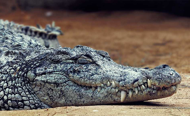 Friends Rescue Gujarat Teen From Jaws Of Crocodile