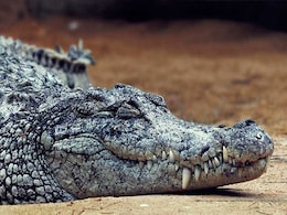 Odisha Boy Dragged In River By Crocodile While Bathing Found Dead Odisha Boy Dragged In River By Crocodile While Bathing Found Dead
