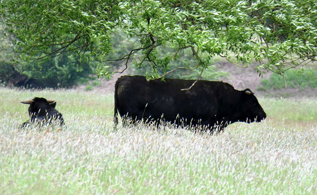 Cows Escape Slaughterhouse In Poland After Public Outcry