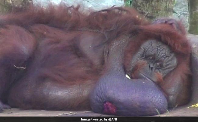 Binny, India's Only Orangutan Dies In Odisha Zoo