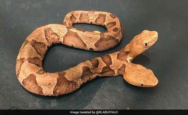 दो मुंह के सांप की कीमत जानकर आप भी रह जाएंगे हैरान, बेच रहे थे दो शख्स तो पुलिस ने दबोचा और...