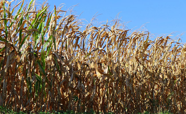 Necessary Steps For Filling Up Agricultural Scientist Vacancies Have Been Initiated: Ministry