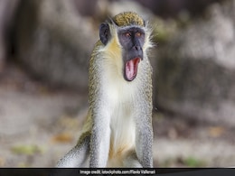 Monkey Experiments Offer Clues On Origin Of Language Monkey Experiments Offer Clues On Origin Of Language