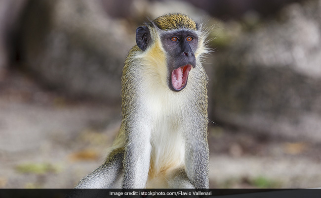 Monkey Experiments Offer Clues On Origin Of Language