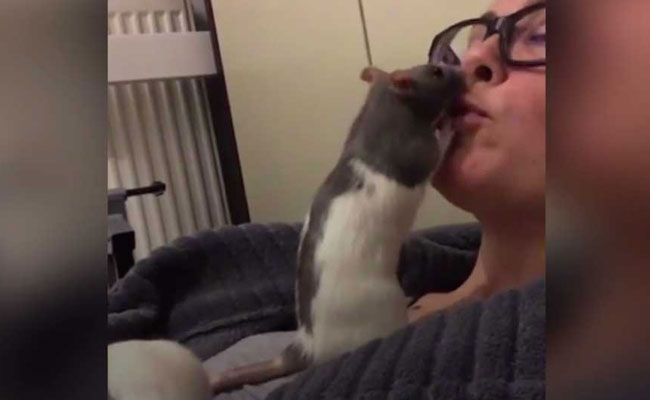 Watch: This "Crazy Rat Lady" Lets Critters Crawl All Over Her