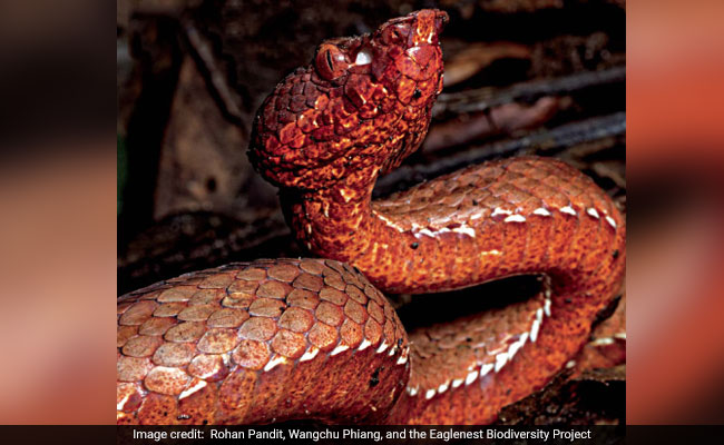 New Species Of Viper With Unique Heat-Sensing Ability Found In Arunachal