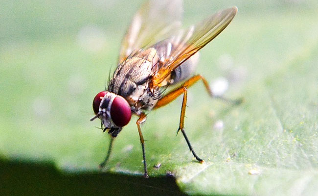 How Was It For You? Female Flies Sense When Sex Partner A Good Fit