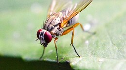 Scientists Map Fruit Fly Brain, Breakthrough For Human, Animal Insights