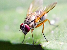 Scientists Map Fruit Fly Brain, Breakthrough For Human, Animal Insights Scientists Map Fruit Fly Brain, Breakthrough For Human, Animal Insights