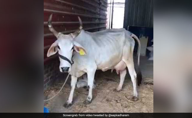 धर्मेंद्र ने पोस्ट किया Video, बोले- मेरी गाय मुझे पास नहीं आने देती क्योंकि...