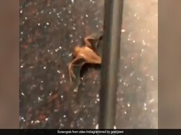 Watch: Bat On A Train Spooks Passengers Watch: Bat On A Train Spooks Passengers