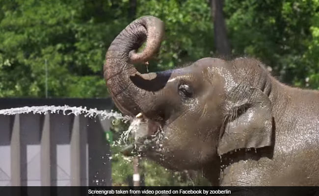 Watch: Zoo Animals Share Techniques To Keep Cool In Heatwave
