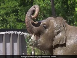Watch: Zoo Animals Share Techniques To Keep Cool In Heatwave Watch: Zoo Animals Share Techniques To Keep Cool In Heatwave