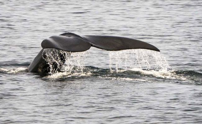 5 Dead Endangered Right Whales Found In Canadian Waters