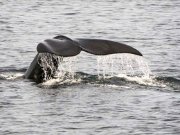 5 Dead Endangered Right Whales Found In Canadian Waters 5 Dead Endangered Right Whales Found In Canadian Waters