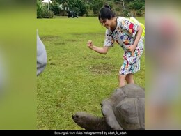 200 साल के कछुए के साथ रेस लगाती नजर आईं बॉलीवुड एक्ट्रेस, वायरल हुआ Video 200 साल के कछुए के साथ रेस लगाती नजर आईं बॉलीवुड एक्ट्रेस, वायरल हुआ Video