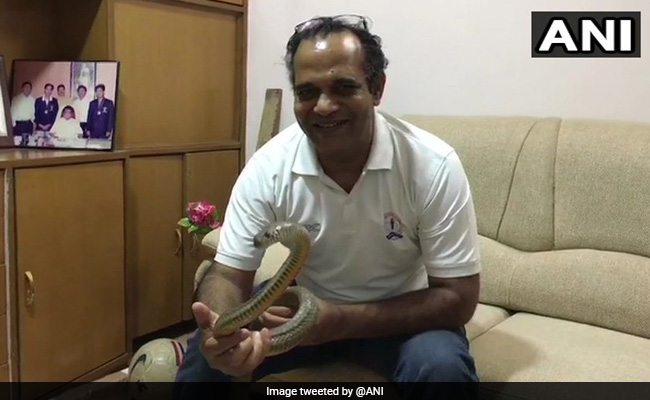 "Not Venomous": Man Saves Injured Snake After It Enters School In Indore