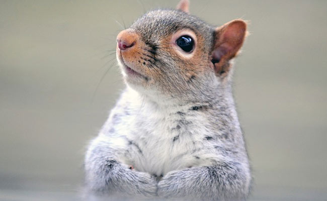 US Cops Seize "Attack" Squirrel High On Meth During Drug Raid