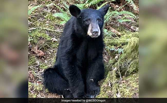 People Ignored Rules To Take Selfies With Bear. Officials Shot Him Dead