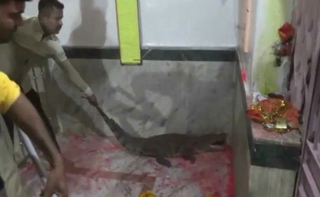 Crocodile Strays Inside Gujarat Temple, Devotees Call It "Auspicious"