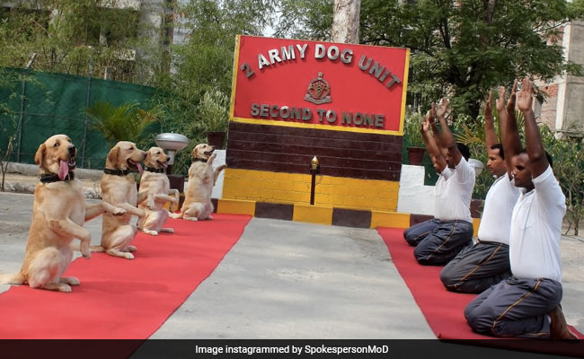 On International Yoga Day, Some Exercise Their Funny Bone On Social Media