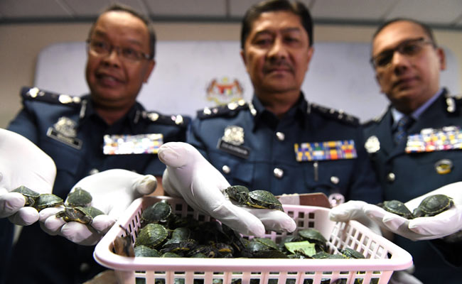2 Indian Men Attempt To Smuggle Over 5,000 Terrapins To Malaysia, Busted