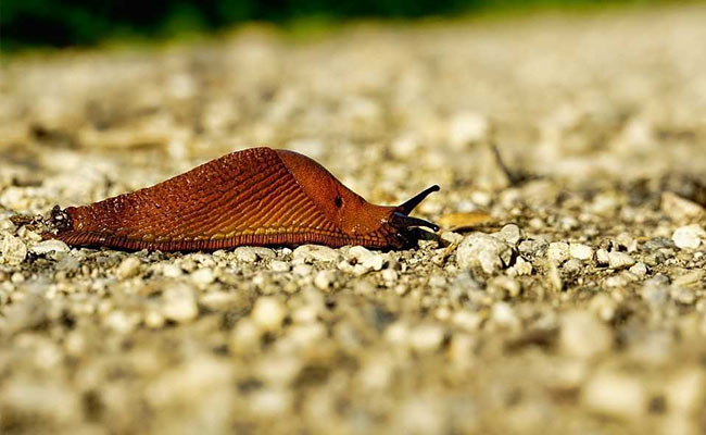 एक छोटे से कीड़े की वजह से रुक गईं दर्जनों ट्रेनें, 12 हजार यात्री हो गए लेट