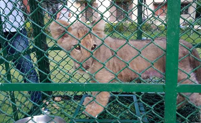 Exotic Monkeys, Lion Cub, Smuggled In Nylon Bags; Rescued In Bengal