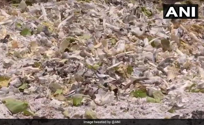 Paid For Last Rites: Official On Skeletal Remains Near Bihar Hospital