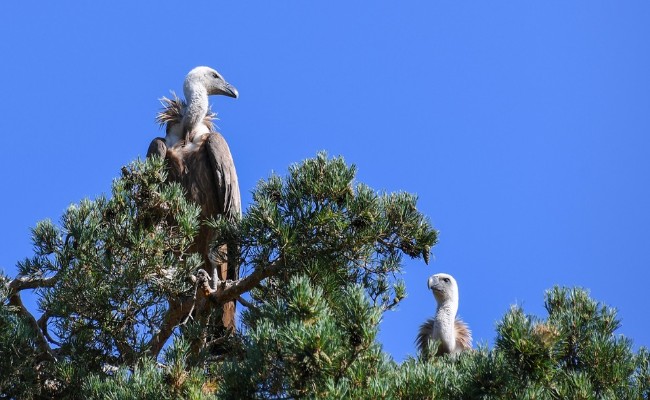 Over 500 Rare Vultures Die After Eating Poisoned Elephants In Botswana