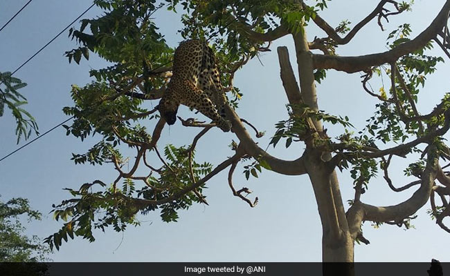 Leopard Electrocuted To Death In Gurgaon Village, Found Tangled Over Tree