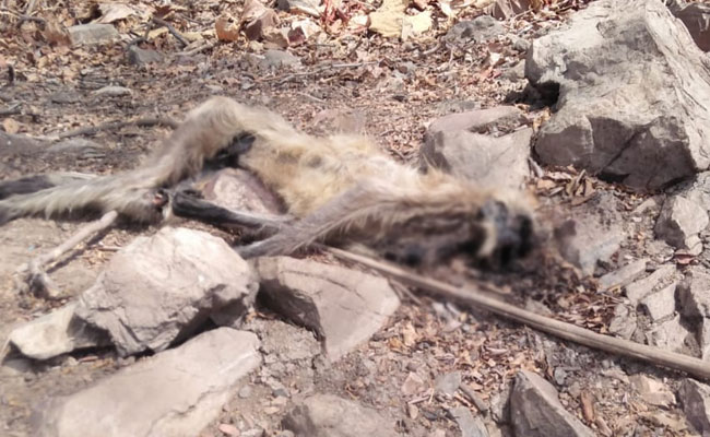 जंगलों तक पहुंची पानी की लड़ाई, एक दर्जन से ज्यादा बंदरों की मौत से सनसनी