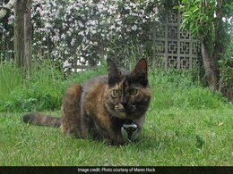 "Constantly Scanning The Area": Videos Reveal Cats Don't Sleep All Day "Constantly Scanning The Area": Videos Reveal Cats Don't Sleep All Day